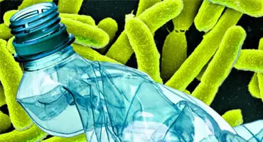 Бактерии желудка коровы помогут в переработке пластика